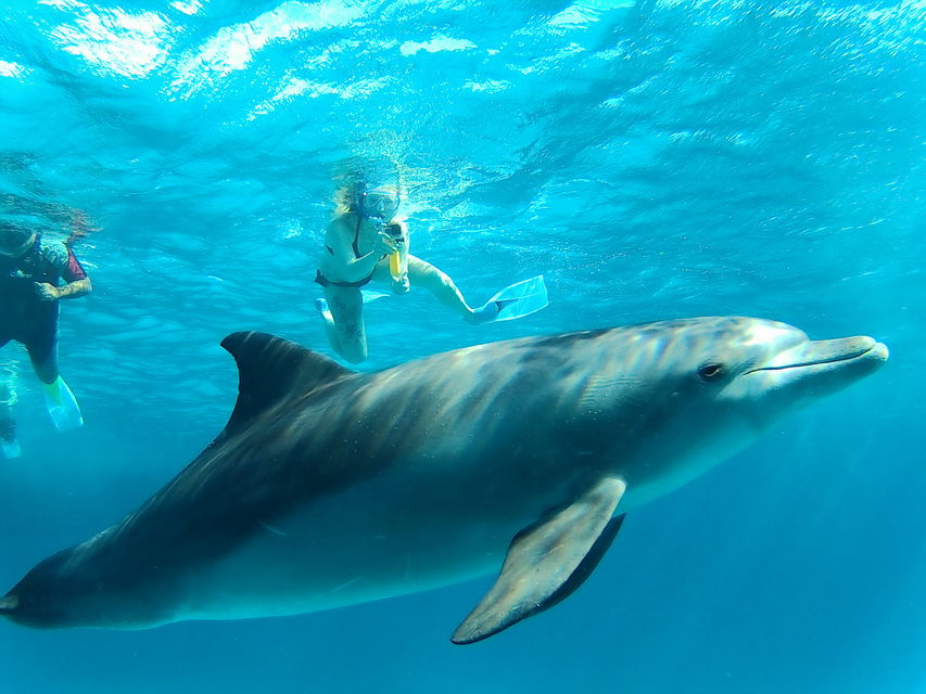 Giftun Island Snorkeling Day Cruise