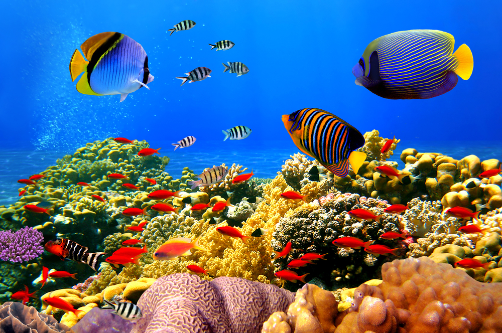 Giftun Island Snorkeling Day Cruise
